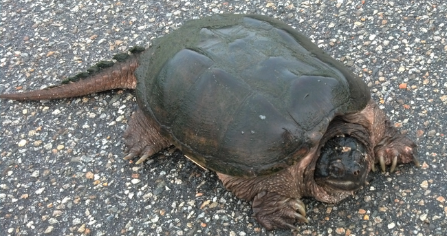 Even Turtles Have Hurdles